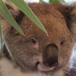 close up of male koala