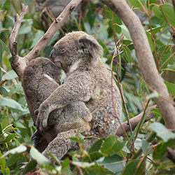 Koalas cuddling on tree